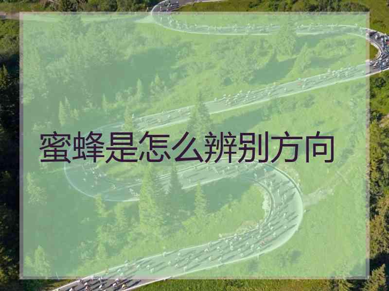 蜜蜂是怎么辨别方向 蜜蜂是怎么辨别方向