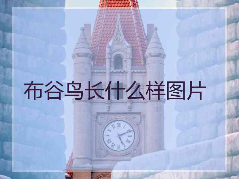 布谷鸟长什么样图片