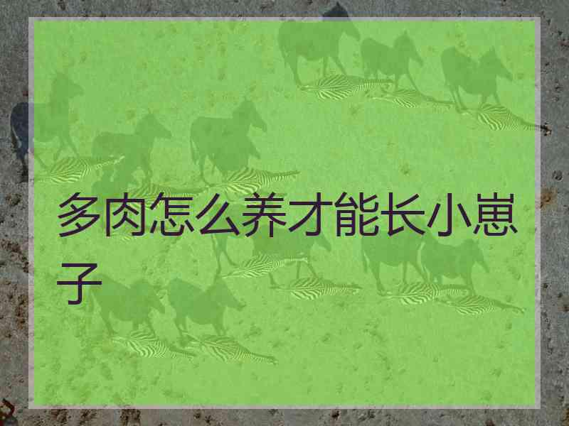 多肉怎么养才能长小崽子