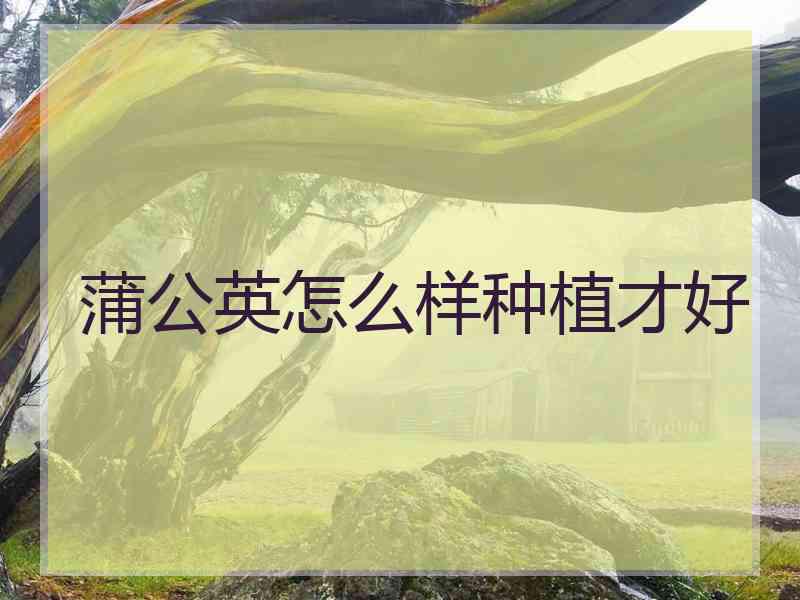 蒲公英怎么样种植才好