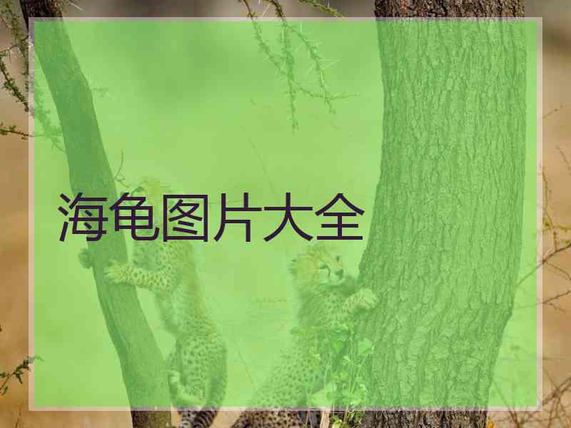 海龟图片大全
