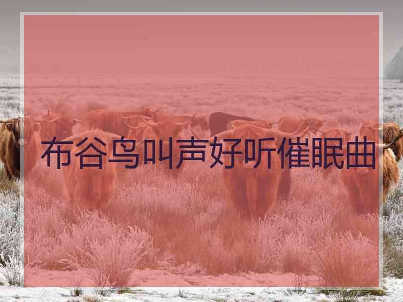 布谷鸟叫声好听催眠曲