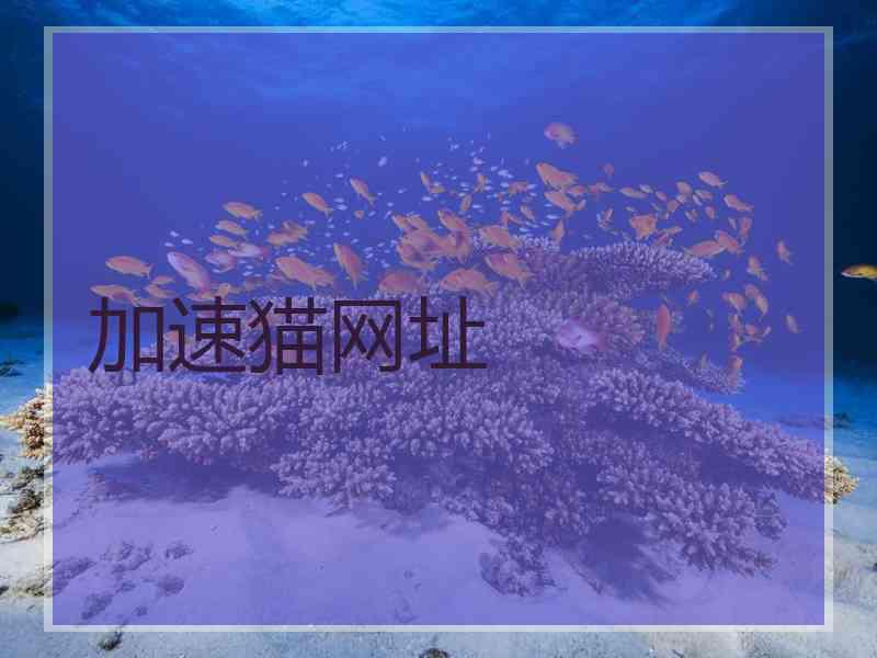 加速猫网址