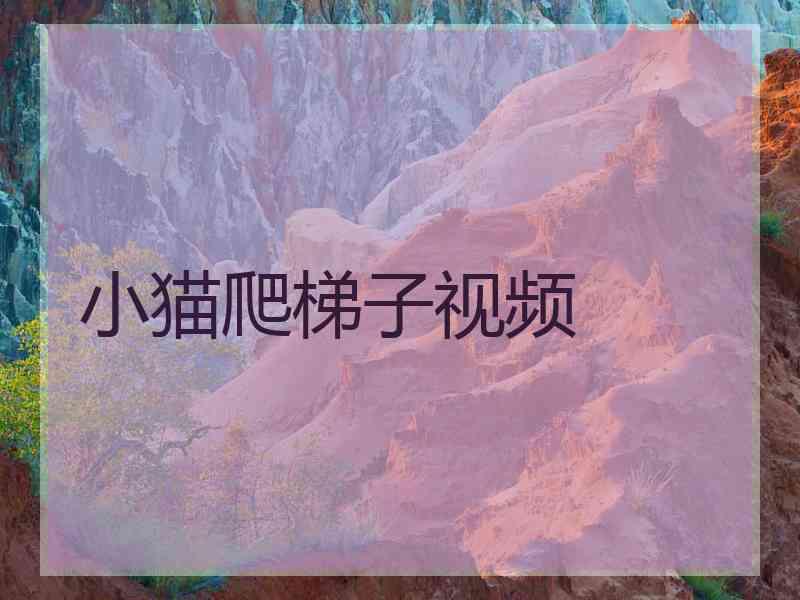 小猫爬梯子视频