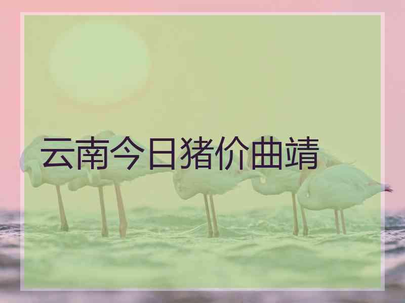 云南今日猪价曲靖