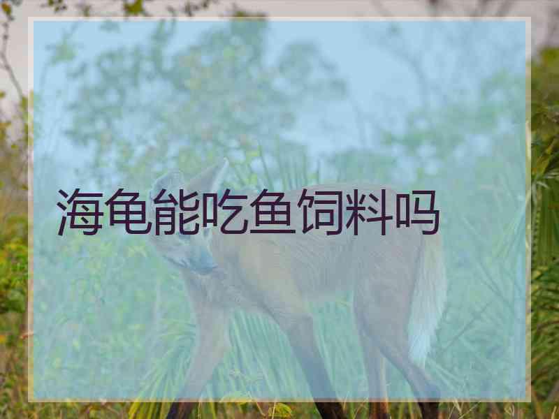 海龟能吃鱼饲料吗