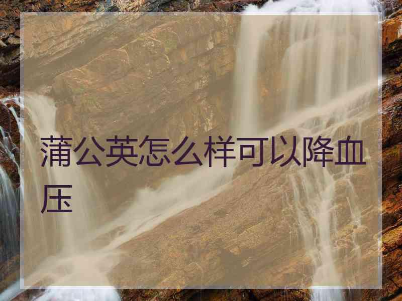 蒲公英怎么样可以降血压