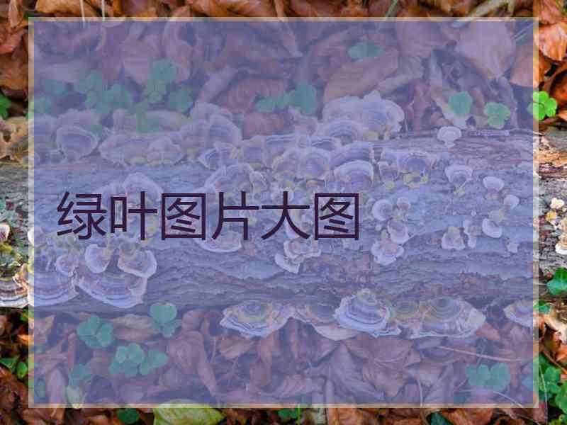 绿叶图片大图