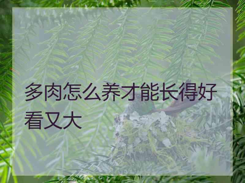 多肉怎么养才能长得好看又大