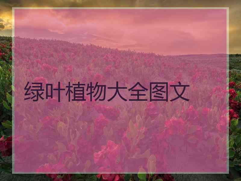 绿叶植物大全图文