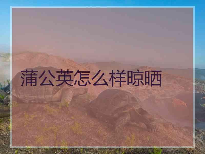 蒲公英怎么样晾晒
