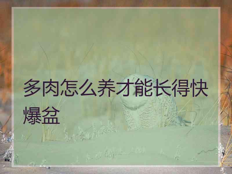 多肉怎么养才能长得快爆盆
