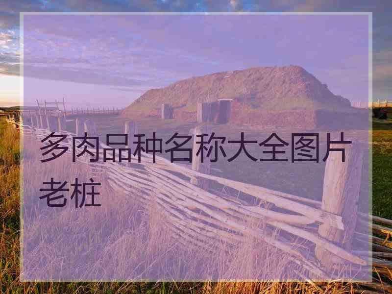 多肉品种名称大全图片老桩