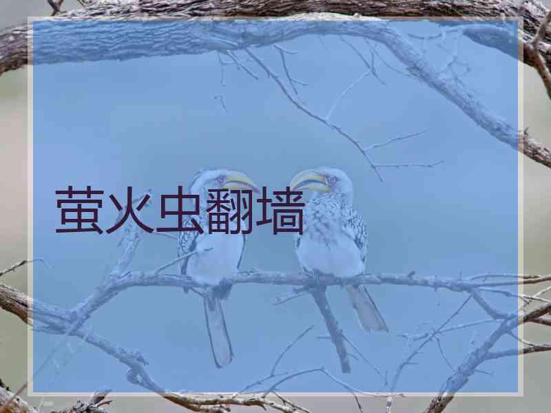 萤火虫翻墙