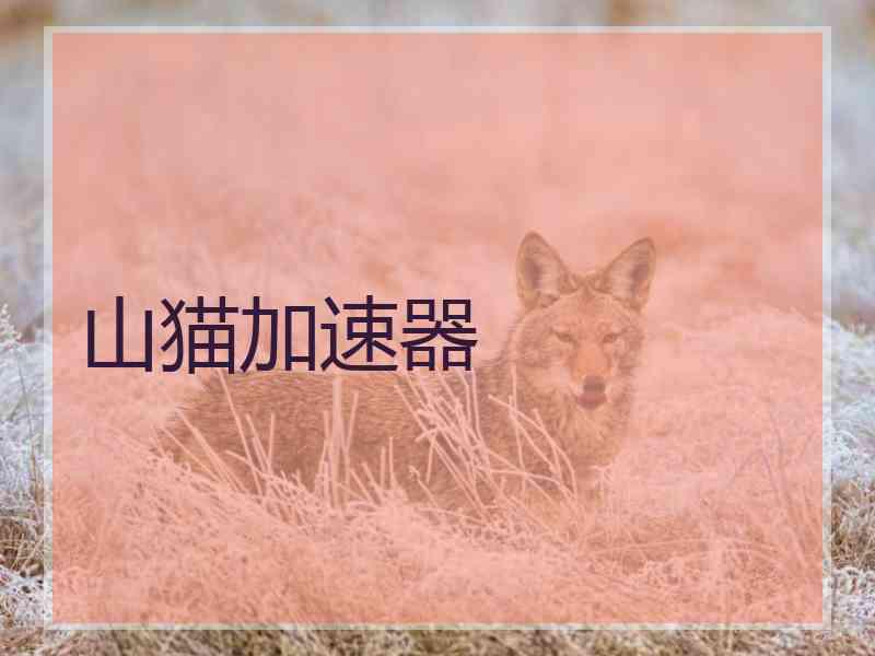 山猫加速器