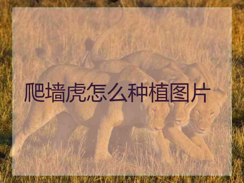 爬墙虎怎么种植图片