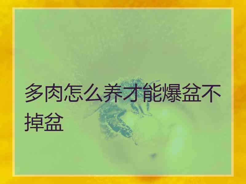 多肉怎么养才能爆盆不掉盆
