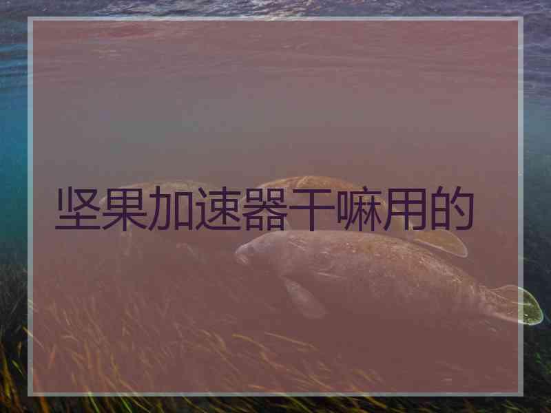 坚果加速器干嘛用的